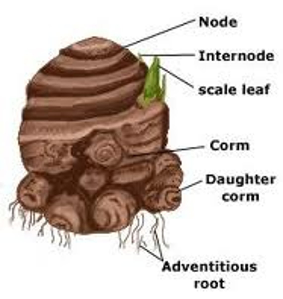 <p>Corms are actually enlarged underground stems that store nutrients, surrounded by papery outer layers. After stems sprout from the corm, buds form on top of the stem. Corms at their center are solid tissue, whereas Bulbs are immature layers of leaves. At the end of the growing season, a new corm typically grows on the base of the spent one, and plants regrow from new corms each season. Usually MONOCOTS</p>