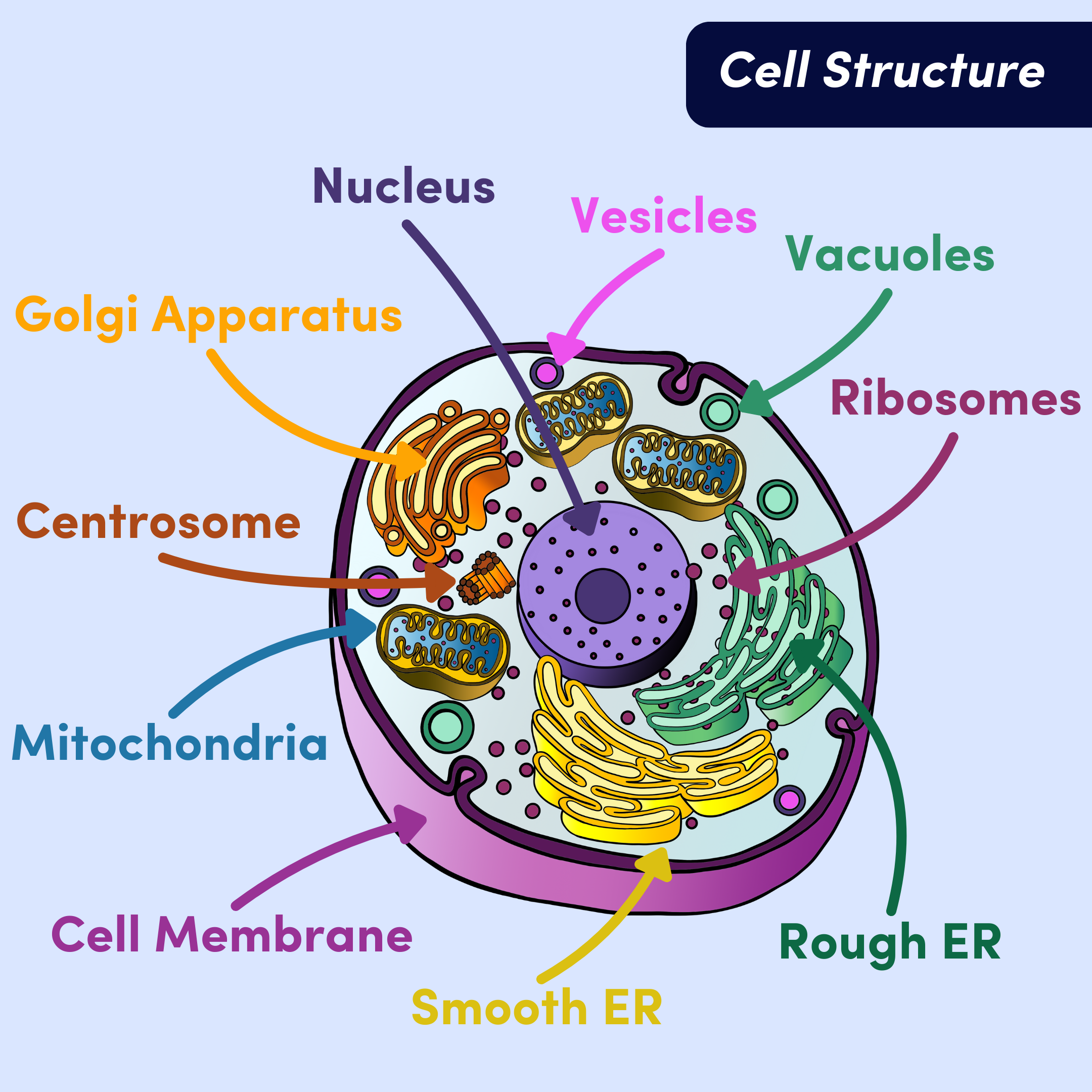 <p>cell membrane function</p>