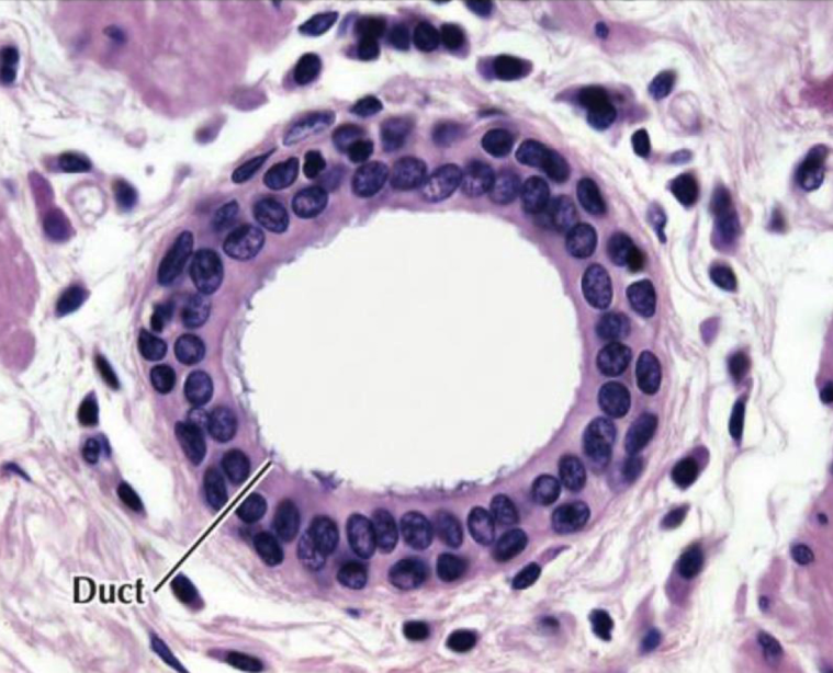 <p>duct of salivary glands</p>