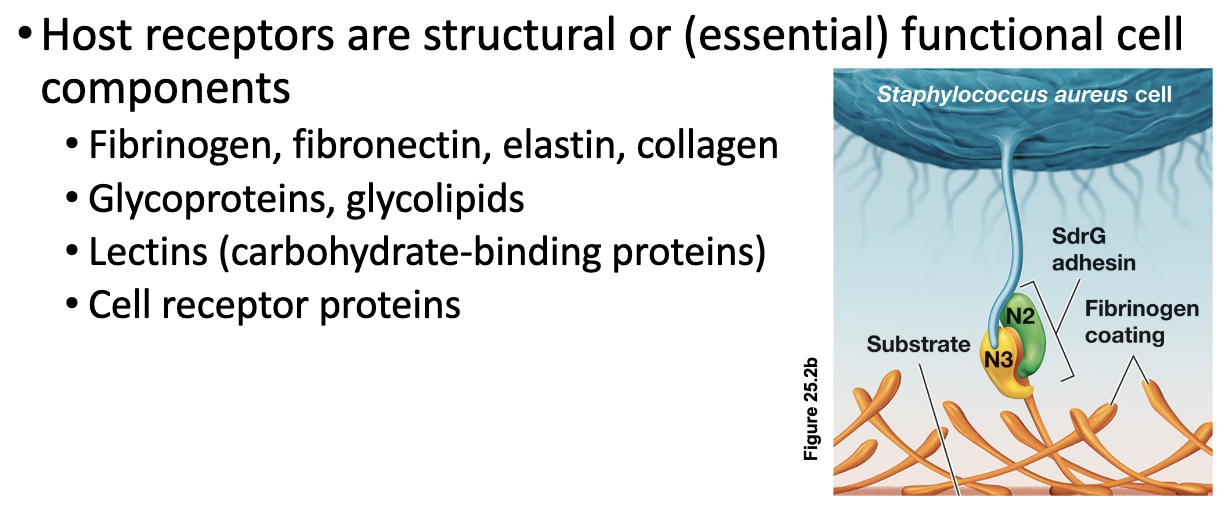 <ul><li><p>Pathogens must attach to host cells to avoid being removed by physical defenses such as coughing, sneezing, or fluid flow</p></li><li><p>Microbial adhesins, which are extracellular glycoproteins or lipoproteins, mediate this attachment by binding to specific host cell receptors</p></li><li><p>Fimbrial adhesins facilitate initial attachment, while afimbrial adhesins promote close, intimate contact with host cell</p></li><li><p>Once attachment is established, the pathogen is less likely to be flushed out and can proceed with colonization</p></li></ul><p></p>