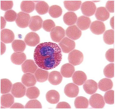 <p>What type of leukocytes are these?</p>