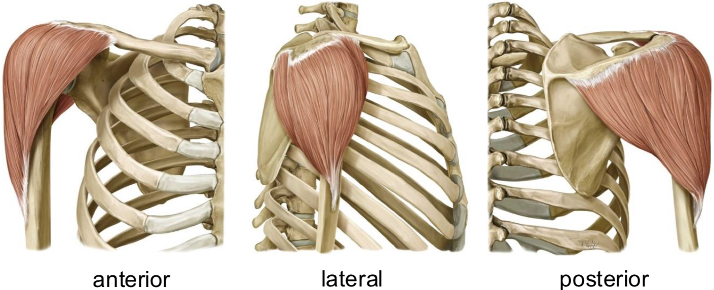 <p>Innervation: Axillary n.</p><p>Action:</p><ul><li><p>Arm abduction ≤ 90º</p></li><li><p>Arm adduction</p></li><li><p>Arm extension</p></li><li><p>Arm flexion</p></li></ul><p></p>