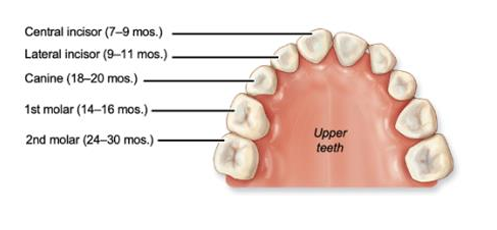 <p>2 incisors, 1 canine, 2 molars on each side</p>
