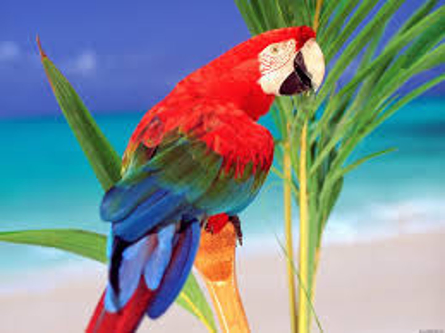 <p>the parrot</p>