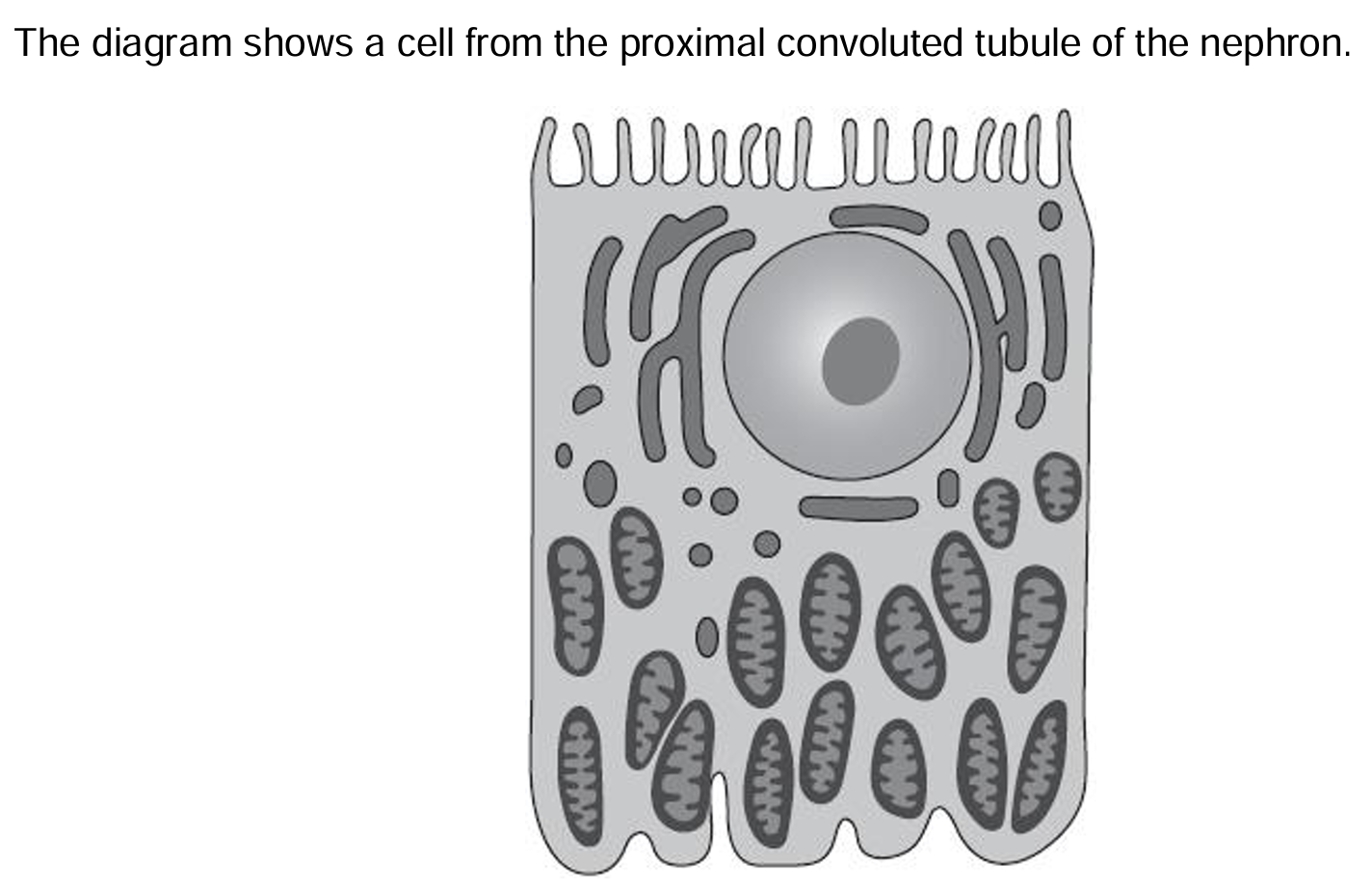 <p>Explain how the features shown in the diagram enable this cell to carry out its function</p>