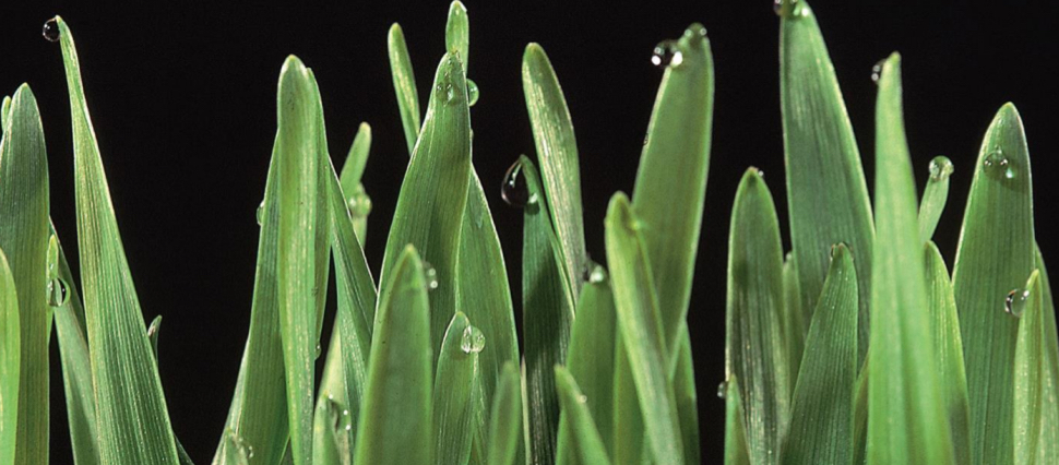 <p>If cool night follows a warm, humid day, what is produced?</p>