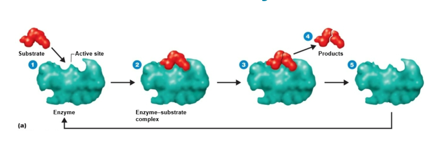 <ol><li><p>The <strong>substrate contacts the enzyme’s active site</strong> to form an “<u>enzyme-substrate complex</u>”</p></li><li><p><strong>The substrate is transformed into products</strong>, which are then released from the enzyme</p></li><li><p>The <strong>enzyme is unchanged and interacts w/other</strong> substrates</p></li></ol><p></p>