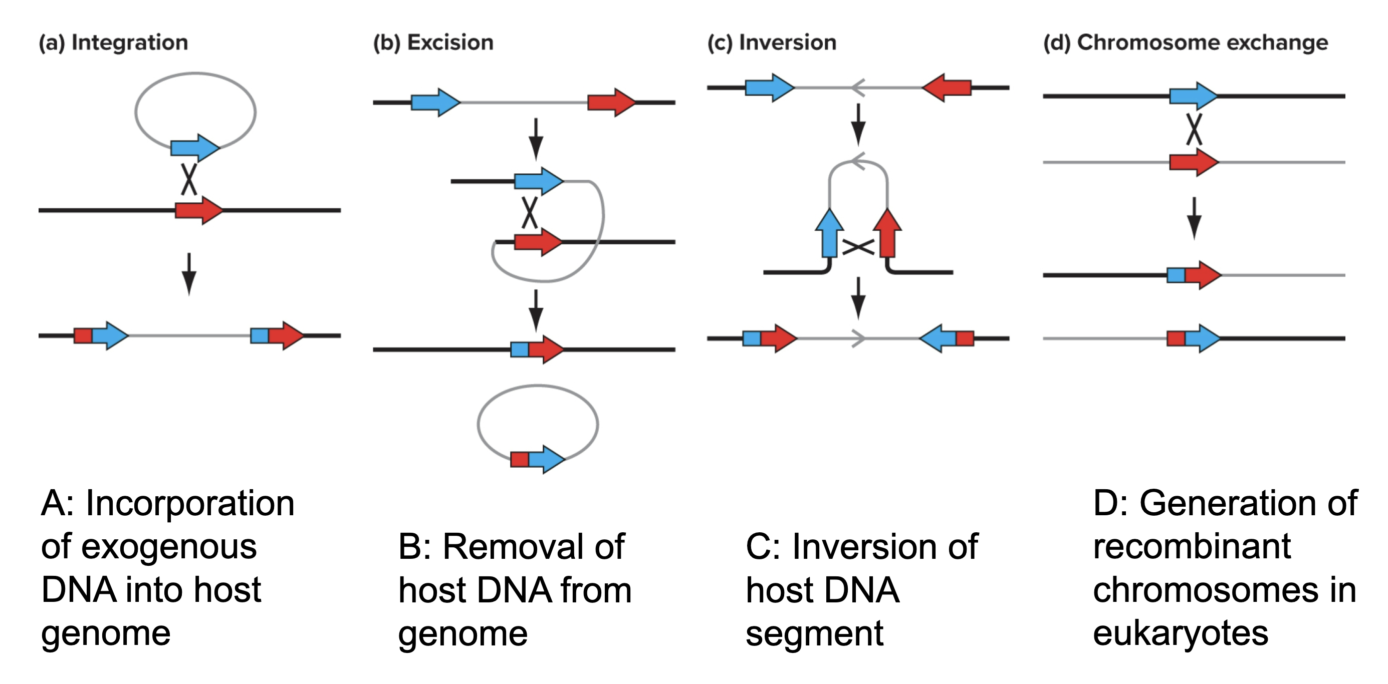 <ul><li><p>Site-specific recombination is the basis of site-specific gene editing </p></li><li><p>The breakage and rejoining of DNA molecules occurs only at particular DNA sequences</p></li></ul><ol><li><p>Target sites are usually less than 200 base pairs long </p></li><li><p>Typically requires only a recombinase protein rather than a suite of many proteins </p></li></ol><ul><li><p>Limited to certain organisms, which includes bacteriophages </p></li></ul><ol><li><p>Allows insertion of viral genome into the host genome </p></li><li><p>Other outcomes are possible </p></li></ol><p></p>