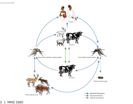 <p>Stategic Framework: Rwanda developed Africa’s first national one health strategic plan, integrating human, animal and environmental health sectors</p><p>Intersectoral coordination: goverment, community/NGO and academic levels each have defined roles, from policy to surveillance to curriculum integration</p><p>Rift valley fever response: Combined cattle vaccination, farmer education, and mosquito net distribution, a model multi-sector intervention</p><p>Sustainability: Rwanda’s one health strategic plan II continued the framework with emphasis on community health workers and university curricula</p>