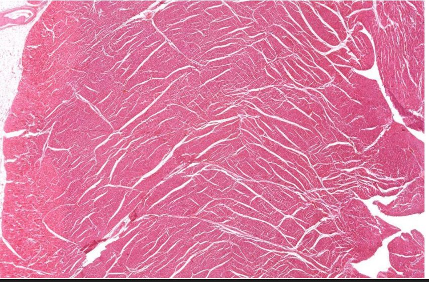 <p>What structure is this?</p>