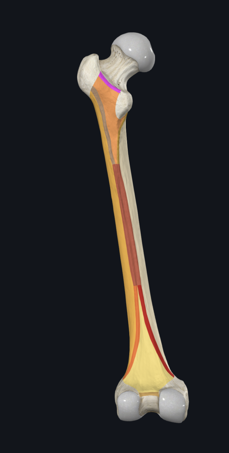 <p>What is highlighted pink on this femur?</p>