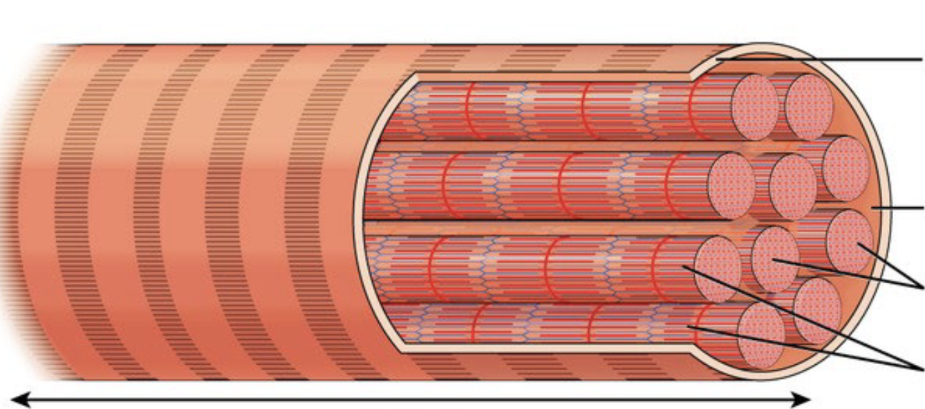 <p>What is this image, and name the tags</p>