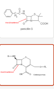 <ul><li><p>Penicilina e Cefalosporina→ possuem um anel de 4 carbosnos( beta-lactâmico)</p><ul><li><p>anel beta- lactâmico liga-se às enzimas transpeptidases que estão na face externa da membrana→ inativa permanentemente a enzima→ impede que essa enzima faça a ligação dos monómeros vizinhos</p></li><li><p>ambas são destruídas por beta- lactamases que é um mecanismo de resitência das bactérias</p></li><li><p>penicilina atua em gram +→ não atravessa memb. ext das gram -</p></li><li><p>penicilina G via intravenosa ou intramuscular→ destruida no ácido do estômago→IV maior concentração no sangue, mas dura menos tempo/ IM (bezetacil) liberta mais lentamente, menos concentração no sangue, dura mais tempo</p></li></ul></li></ul><p></p>