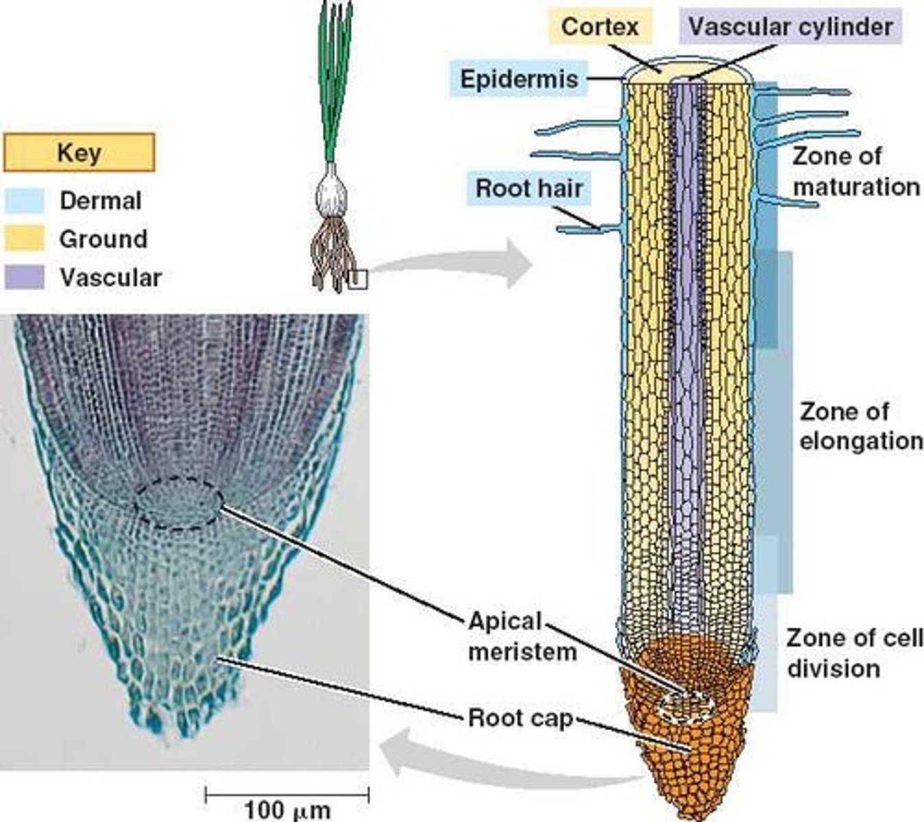 <p>apical and lateral</p>