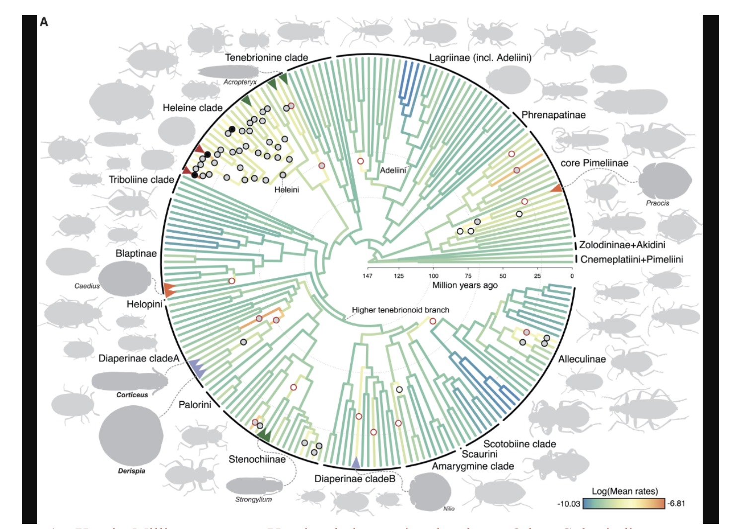 <p>Li et al (2024) used morphological and genomic data to measure the diversification rates of darkling beetles. Circles indicate especially high levels of diversification, and circles in red indicate that these shifts in rate coincided with ecological diversification. In particular, the researchers explored when diversifications occurred the most.</p><ol><li><p>What is on the x-axis? What is on the y-axis? Are there any other variables represented? If so, how?</p></li><li><p>What is the independent variable? What is the dependent variable?</p></li><li><p>In one sentence, describe the pattern or trend created by the data.</p></li><li><p>Summarize the statistics descriptively (significance, effect size, variance).</p></li><li><p>What hypothesis does this data support? What hypothesis(es) does this data reject?</p></li></ol><p></p>