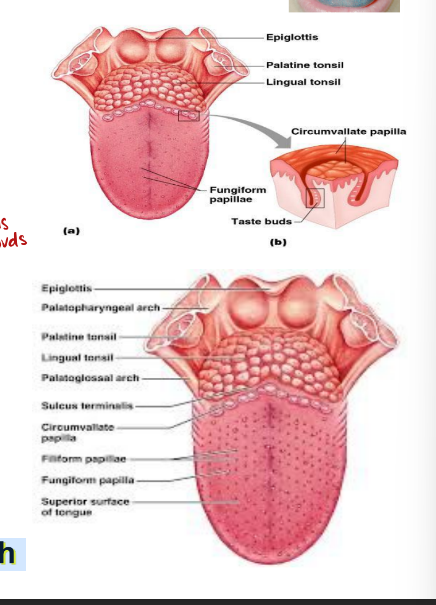 <ul><li><p>∙ The tongue is covered with projections called papillae</p></li><li><p>∙ Filiform papillae – sharp with no taste buds</p><ul><li><p>papillae sometimes contains taste buds but trap bacteria and food dye particles</p></li><li><p>grips onto utensils or cups when eating/drinking</p></li></ul></li><li><p>∙ Fungiform papillae – central-dorsal with taste buds</p></li><li><p>∙ Circumvallate papillae – large papillae with taste buds (in back of tongue)</p></li><li><p>∙ Foliate- small, clustered, each side of the tongue with taste buds</p></li></ul><p></p>