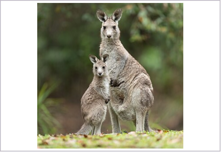 <p>What is the infraclass of the animal shown?</p>