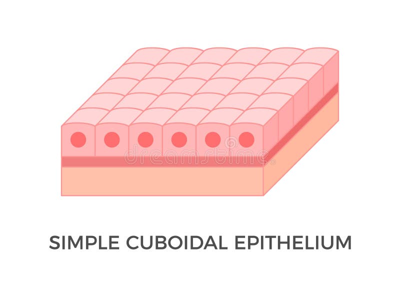 <p>Simple cuboidal</p>