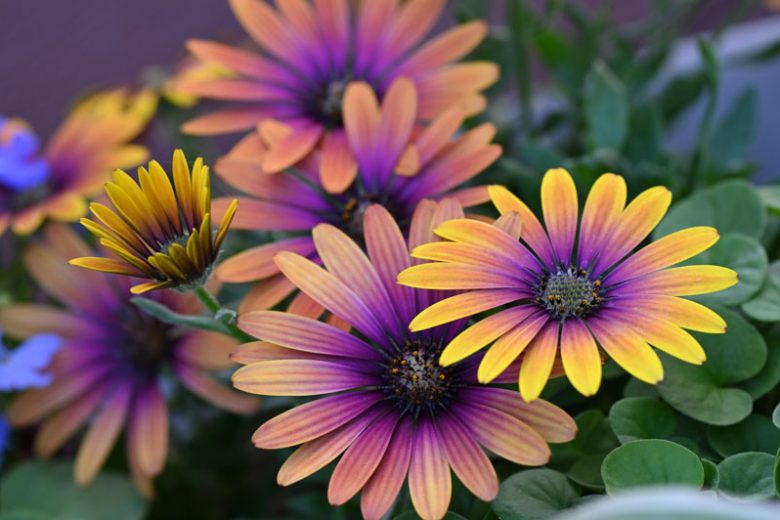 <p>Osteospermum</p>