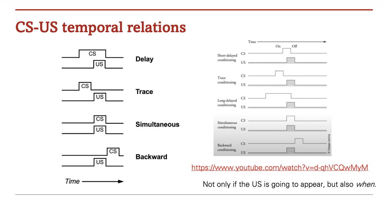 <p><span>Learning depends not only on </span><strong>whether</strong><span> the US occurs, but also on </span><strong>when</strong><span> it occurs relative to the CS</span></p><ol><li><p>delay- CS starts first and the US begins after where the CS becomes a predictor of the US and is the most effective type of conditioning </p></li><li><p>trace- there is a short delay between the end of the CS and the appearance of the US; learning still occurs but at a slower rate because the organism must remember the CS</p></li><li><p>simultaneous- the CS and US occur at the same time such that the CS does not predict the US and learning does not occur</p></li><li><p>backwards- the US happens before the CS such that the CS is not a predictor and the organism learns little to no association between the two; sometimes this causes the organism to associate the appearance of the CS as the end of the SU e.g. bell signals the end of food </p></li></ol><p></p>