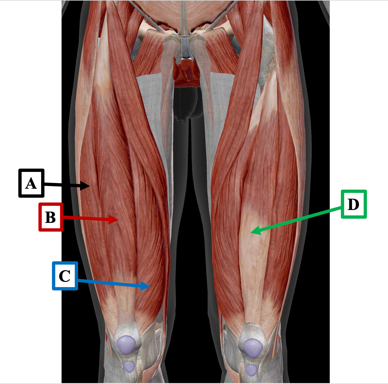 <p>Identify label B</p>