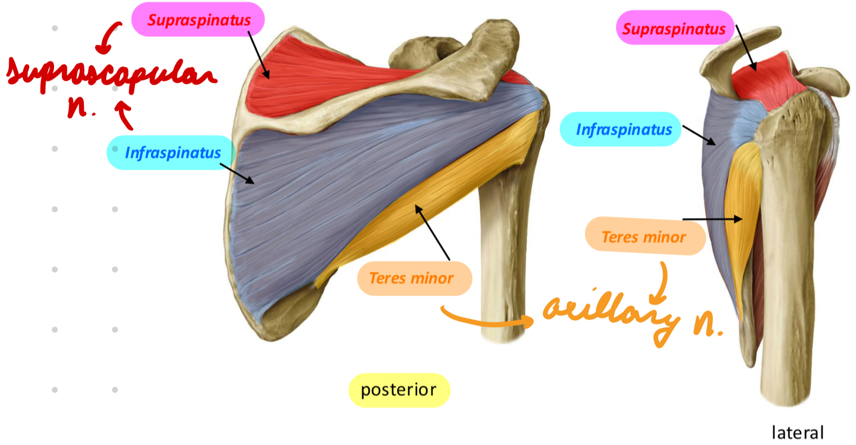<p>Posterior</p><p>Innervation: Suprascapular n.*</p><p>Action: Arm external rotation*</p>