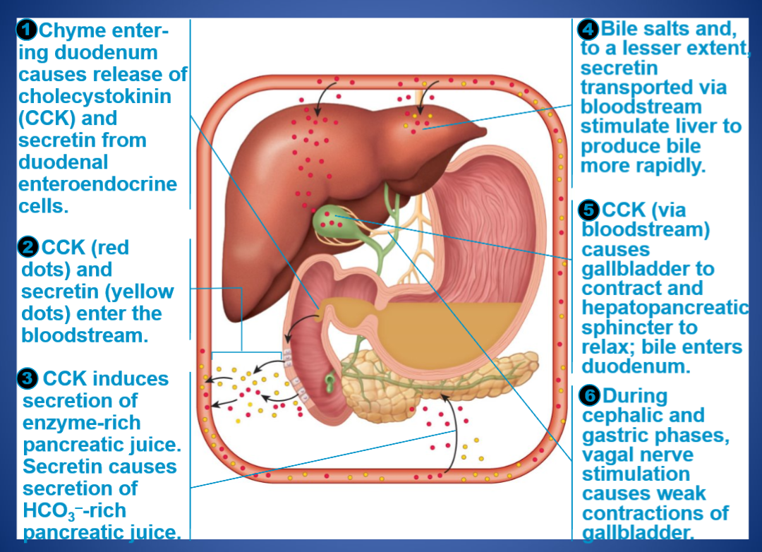 <ul><li><p>LOCATION: liver</p></li><li><p>SOURCE: duodenal enteroendocrine cells </p></li><li><p>FUNCTION: stimulate liver bile production and the release of bicarbonate-rich pancreatic juice</p></li></ul><p></p>