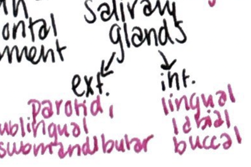 <p>extrinsic</p><ul><li><p>parotid</p></li><li><p>sublingual</p></li><li><p>submandibular</p></li></ul><p>intrinsic</p><ul><li><p>lingual</p></li><li><p>labial</p></li><li><p>buccal</p></li></ul><p></p>