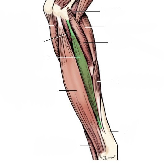 <p>action- flex carpus</p><p>origin- medial epicondyle of humerus &amp; medial radius </p><p>insertion- bases of metacarpals 2 &amp; 3</p><p>innervation- median n.</p>