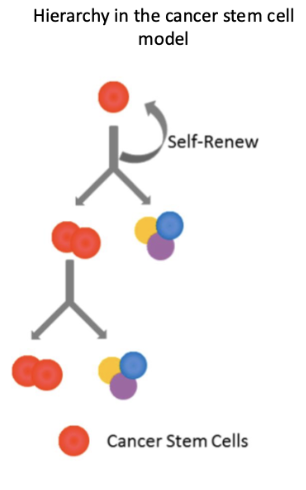 <ul><li><p><strong>Cancer stem cells (CSCs)</strong> sit at the top and can <strong>self-renew</strong></p></li><li><p>Only CSCs can <strong>repopulate and sustain tumour growth</strong></p></li><li><p>Other tumour cells are more differentiated and have <strong>limited proliferative capacity</strong></p></li><li><p>Evidence requires <strong>serial transplantation showing tumour regrowth from CSCs</strong></p></li></ul><p>non malignant tissues also have a hierarchical structure </p><p></p>