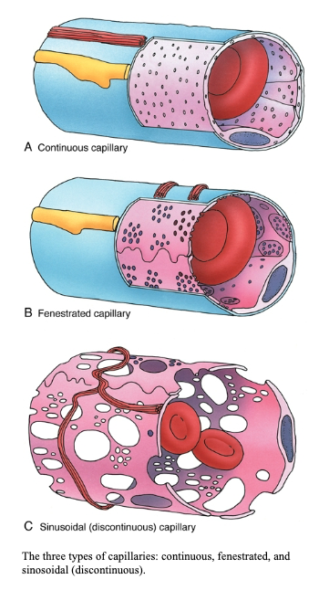 <p>What are the three types of capillaries?</p>