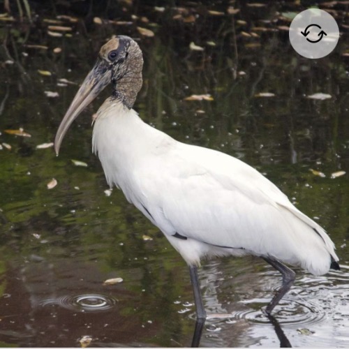 <p>Wood stork</p>
