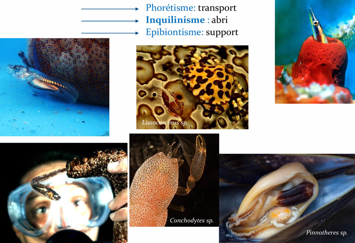 <p>L’inquilinisme est une forme de commensalisme où le bénéfice est l’abri : le symbiote vit dans l’abri de l’hôte ou chez l’hôte comme “locataire” sans lui causer de dommage significatif. </p><p>Exemples : poisson carapidé vivant dans une holothurie ; petits crabes associés à holothuries ; organismes vivant dans des éponges ; crabe “pignot” dans la moule.</p>