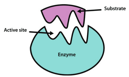 <p>Coenzyme</p>