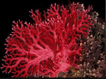<p>What phylum and class is this?</p>