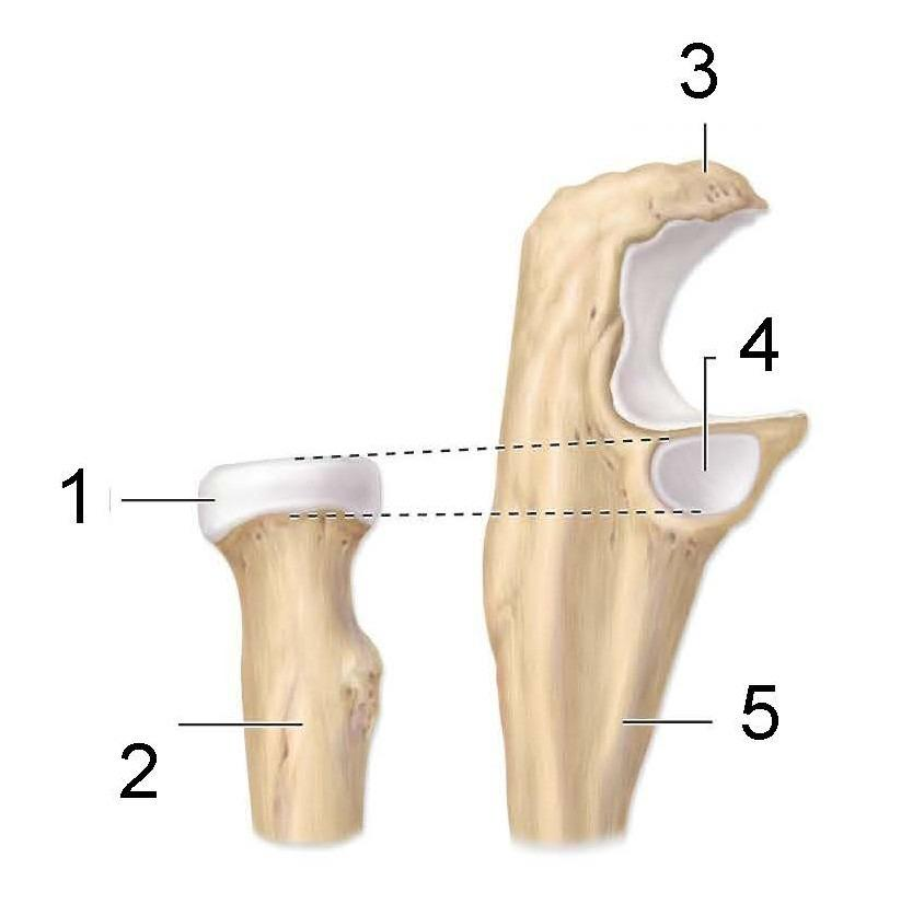 <p>What is identified in the photo (#2, #4, #5)</p>