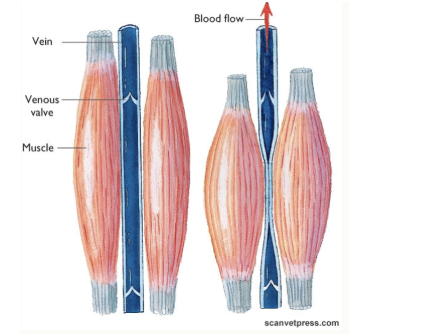 <p><span style="background-color: transparent;">Deoxygenated blood is returned to the heart</span></p><p><span style="background-color: transparent;">Diastolic cardiac volume is important for cardiac output</span></p><p><span style="background-color: transparent;">Important controlling factors</span></p><ul><li><p><span style="background-color: transparent;">SNS</span></p></li><li><p><span style="background-color: transparent;">Blood volume</span></p></li><li><p><span style="background-color: transparent;">Muscle (respiratory) pump</span></p></li></ul><p></p>
