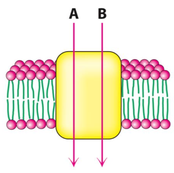 <p>What membrane protein powers the transport of a molecule against its concentration gradient by coupling the movement with another molecule in the same direction?</p>