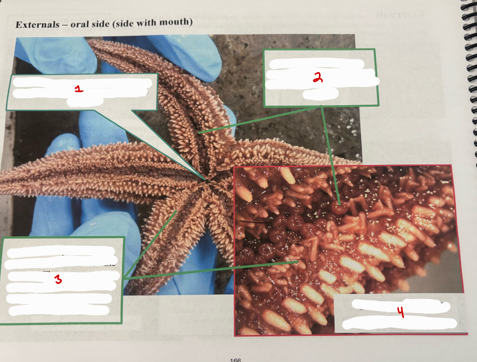 <p>Sea Star Externals Oral Side</p>