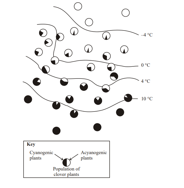 <p>Some European clover plants can produce cyanide. Those plants that can produce cyanide are called cyanogenic; those that cannot produce cyanide are called acyanogenic. Cyanide is toxic to the cells of animals and plants. </p><p>When the leaves of cyanogenic plants are damaged by slugs, or exposed to low temperatures, membranes within the cells are broken. This causes the release of the enzymes that control the reactions which produce cyanide. </p><p>The proportions of cyanogenic and acyanogenic plants in clover populations were determined in different parts of Europe. These are shown in the diagram below, together with the mean minimum winter temperatures. Slugs are not usually active at temperatures below 0 °C.(5) </p>
