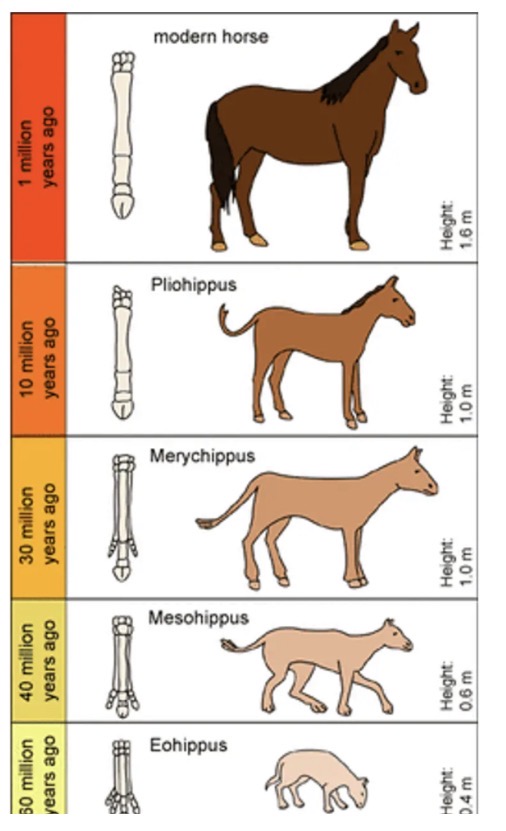 <ul><li><p>Fossil record of a horse has allowed scientists to build up a sequence of the evolution of a horse.</p></li><li><p>Is evidence that organisms in the past were not the same as organisms alive today.</p></li></ul><p></p>