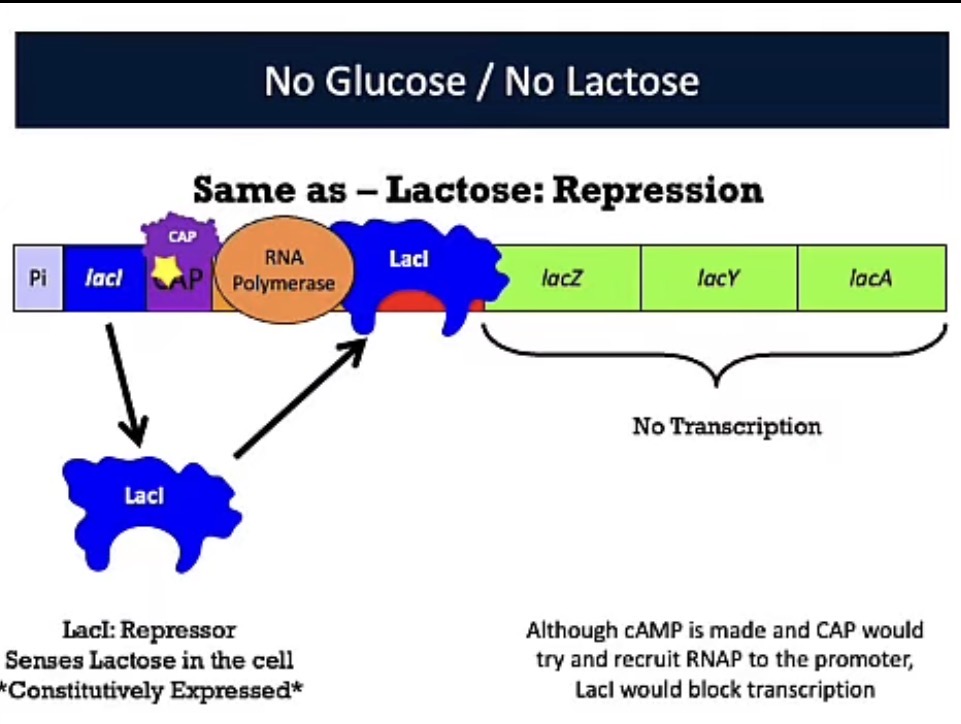 <p>No Lactose/No Glucose</p>