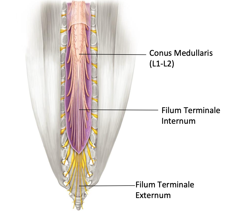 <p>What is the filum terminal internum made of?</p>