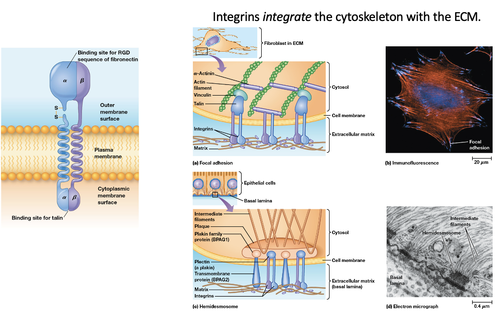 <ul><li><p>Integrins are <strong>cell surface receptors that bind fibronectin and laminin</strong></p></li><li><p>integrins <strong>integrate the cytoskelton with the ECM</strong></p></li></ul><p></p>