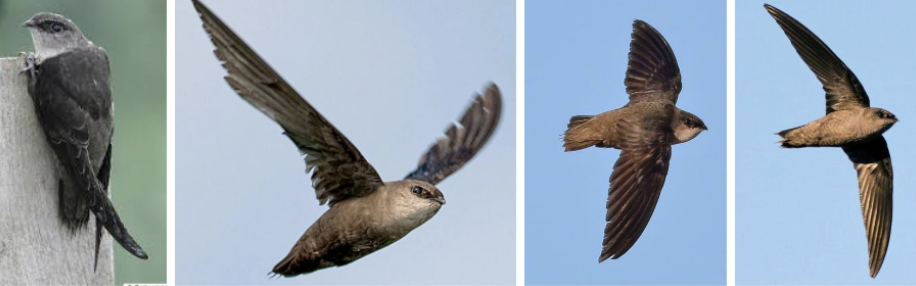 <ul><li><p><span style="background-color: transparent;"><strong>Habitat:</strong> breed in urban/suburban areas across eastern US and southern Canada, most common in areas with high conc of chimneys for nests/roosts, may nest in hollow trees and cavities in rural areas, forage mostly in open areas but also forests, ponds, and residential areas</span></p></li><li><p><span style="background-color: transparent;"><strong>Diet:</strong> airborne insects- flies, bugs, bees, etc., grab big insects with bill and small go straight down throat</span></p></li><li><p><span style="background-color: transparent;"><strong>Characteristics:</strong> very small, slender, dark gray-brown all over, slightly paler at throat, short neck, round head, tiny beak, long narrow curved wings, </span><span>“Flying cigars”- look like cigar if they’d tuck wings in</span><span style="background-color: transparent;">, super agile, short tails</span></p></li></ul><p></p>