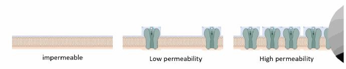 <p>It reflects how many channels for that ion are present and open in the membrane: impermeable = no open channels; low permeability = few/rarely open channels; high permeability = many open channels.</p>