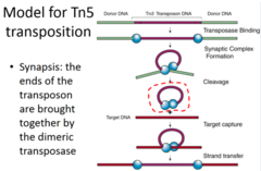 <p>transposase is made, binds to end of transposon, cleaves it out, transposase dimerizes, transposon is now separate from donor DNA</p>