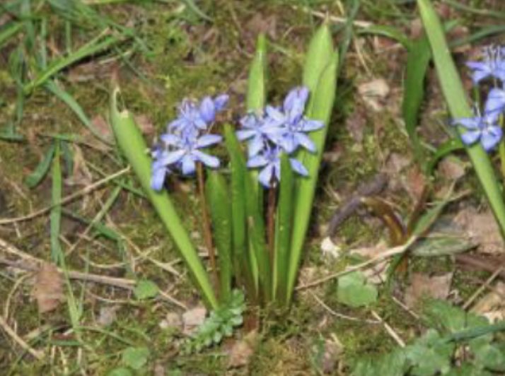 <p>Long, thin linear-lanceolate leaves, incurved tip<br>1-10 flowers in 1-sided or deltoid raceme<br>blue/purple-blue or white</p>