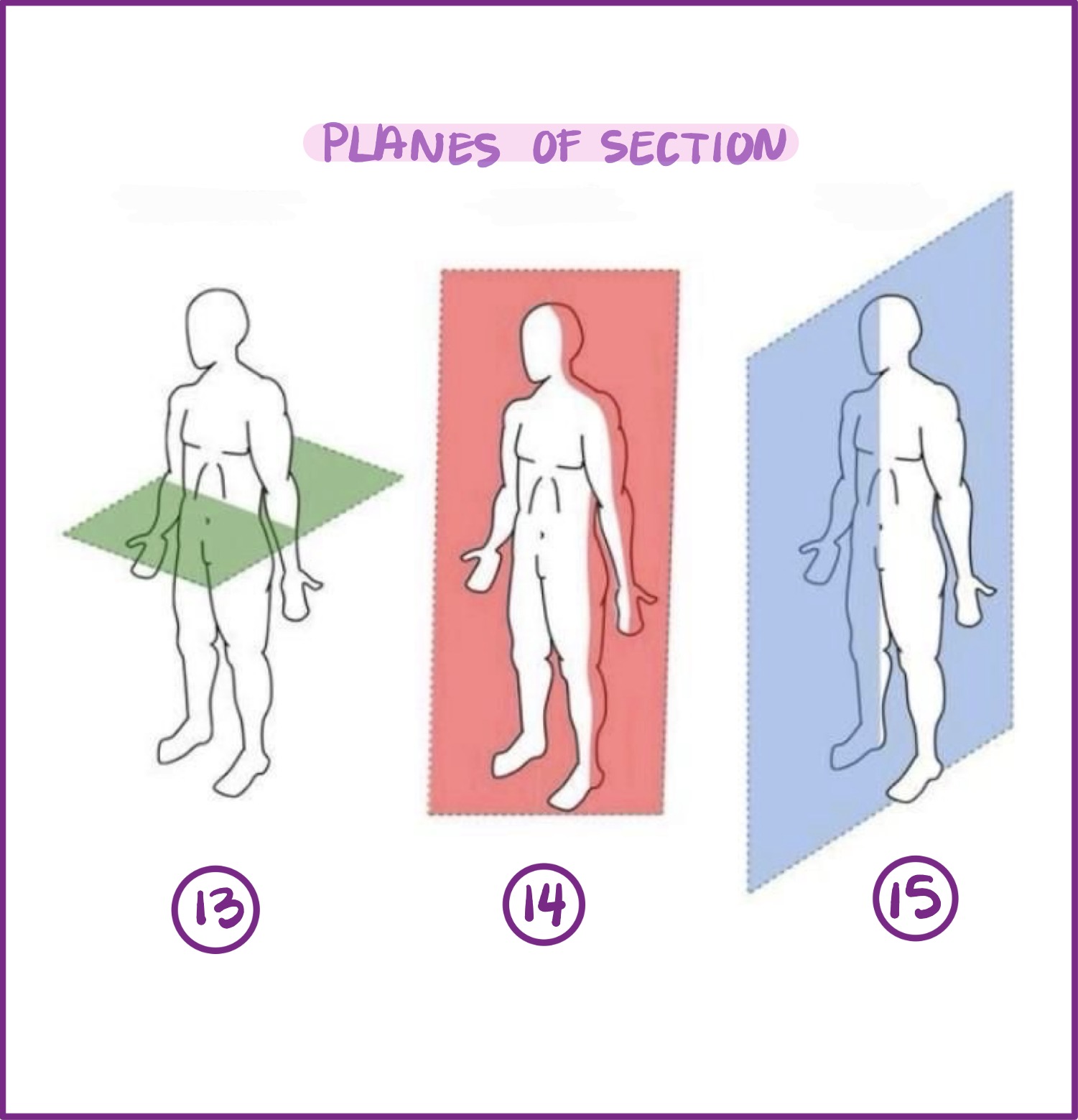<p>#15 shows what plane section?</p>