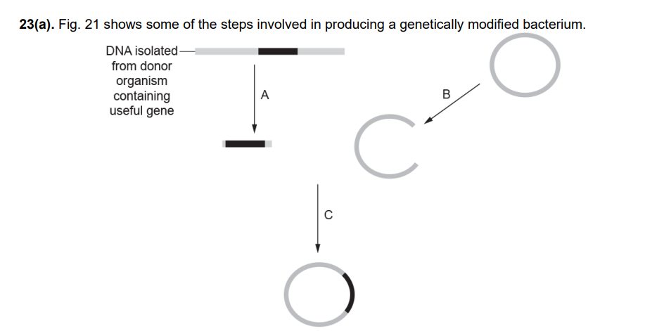 <p>Describe the events which are happening at C. (3 marks)</p>